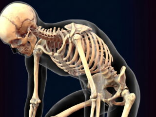 重力に最適化 人体骨格